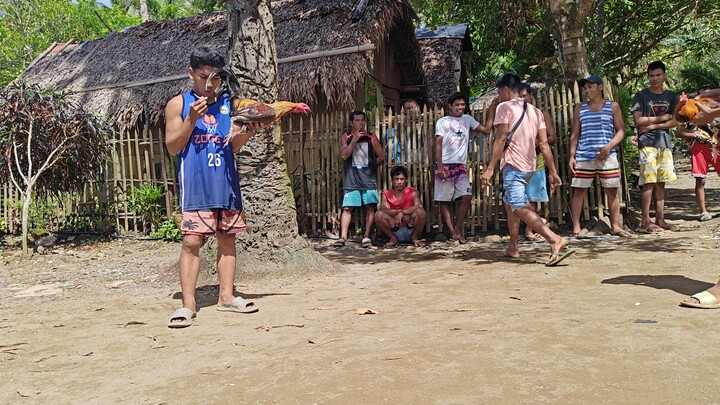 2nd Fight (Win) MelsimXBlueminer 7months old