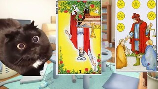 【Cat meme】About the fact that I predicted that my friend was framed