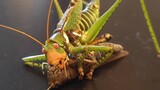 [Reptil] Greater Arid-land Katydid menangkap belalang setiap hari