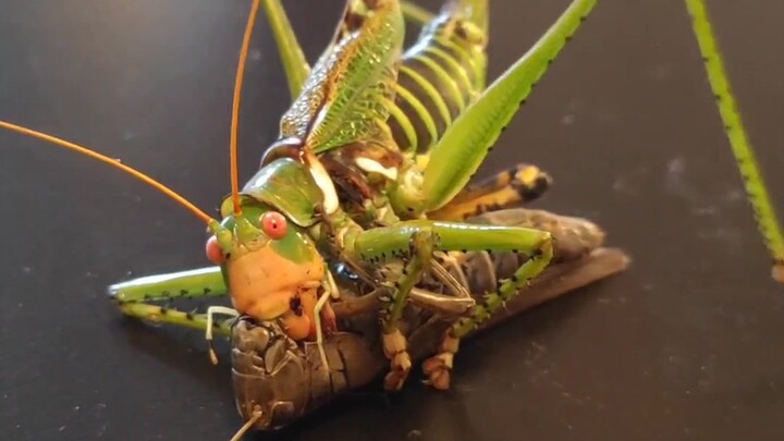 [Animals] Long-horned Grasshopper Catches The Grasshopper