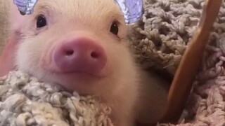 可爱晚🐷🐷