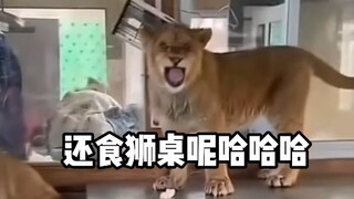 【动物配音】这也太丢狮了哈哈哈哈哈