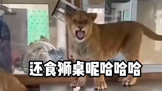 【مؤثرات صوتية للحيوانات】هذا محرج جدًا للأسد هاهاهاهاها