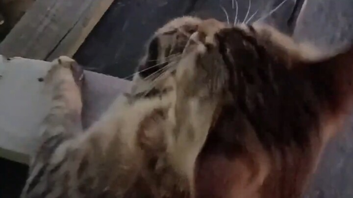 Kucing kecil kaget sekali～