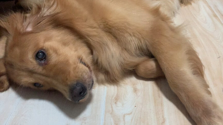 Pet | Golden Retriever Eats Sweet Potatos