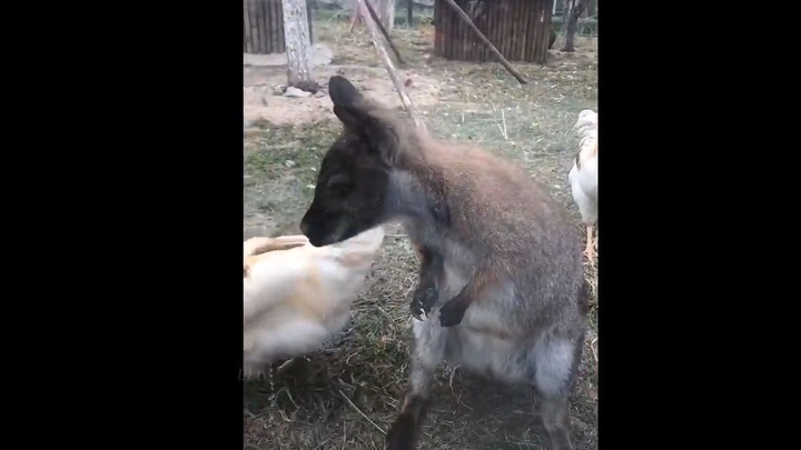 Những tình huống dở khóc dở cười #105