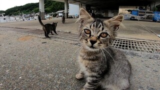 当我在渔港射击小猫时，印花布来了