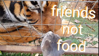 Do tigers see them as food ?