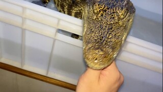 [VLOG] Video of feeding pet alligator