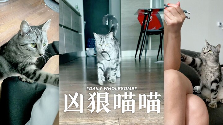 Does your American Shorthair act like this too?