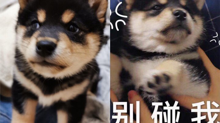 What’s it like bringing a little black Shiba Inu puppy home?