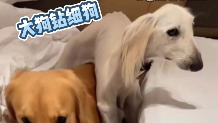 ไม่เคยคิดเลยว่าการจัดเก็บจะใช้อธิบายสุนัขสองตัวได้