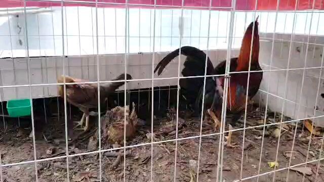 #Escolin boston broodstag F1 / AEJ goldenboy pullet