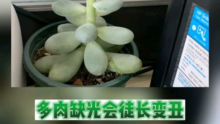 A rundown of the awkwardness and helplessness of succulent growers: succulents stretched out from la
