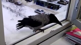 Crow: Open the window! I want that spoon, dammit!