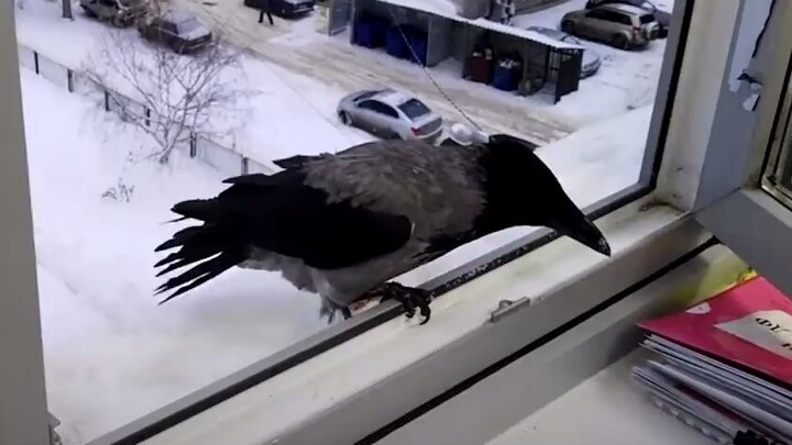 Crow: Open the window! I want that spoon, dammit!