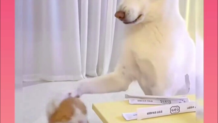 Hanya anjing yang bisa ‘menguasai’ kucing kecil.