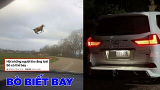 Xuất hiện group nhóm tin rằng bò có thể bay với hơn 100k thành viên - Top comment.