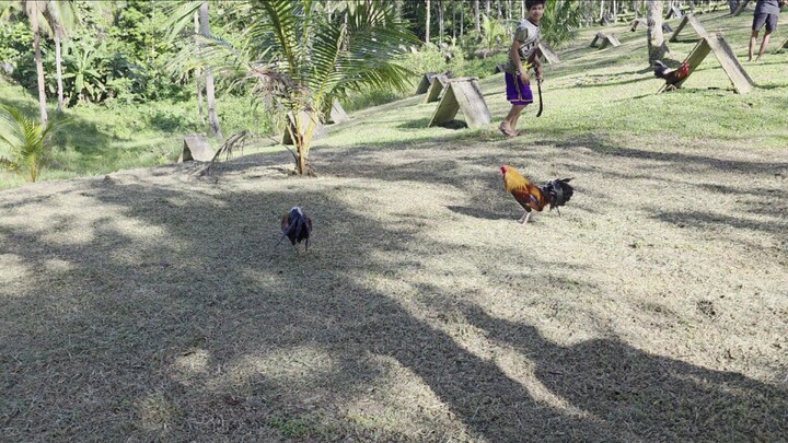 Gilmore vs Boston Possum