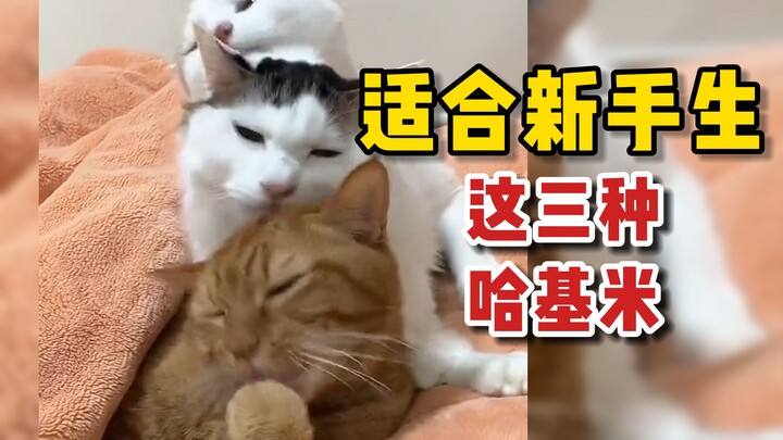 Tiga jenis Haki-mi yang cocok untuk pemula, kamu suka yang mana?