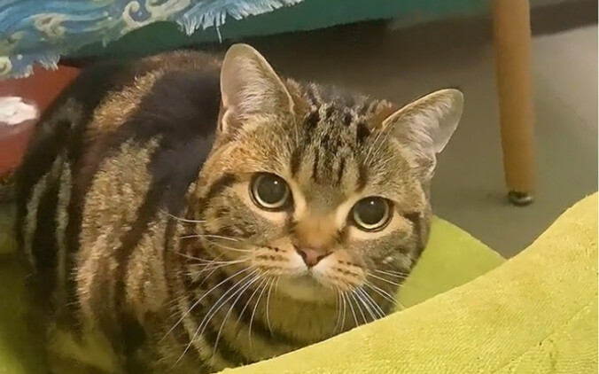 Your little cat’s sense of revenge is way too strong!