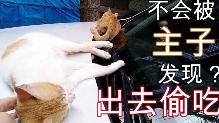 Does the cat mind when its owner secretly pets a stray? The cat’s reaction is surprising!