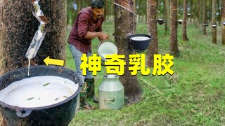 泰国乳胶是怎么来的？看完才知道，为什么卖的那么贵