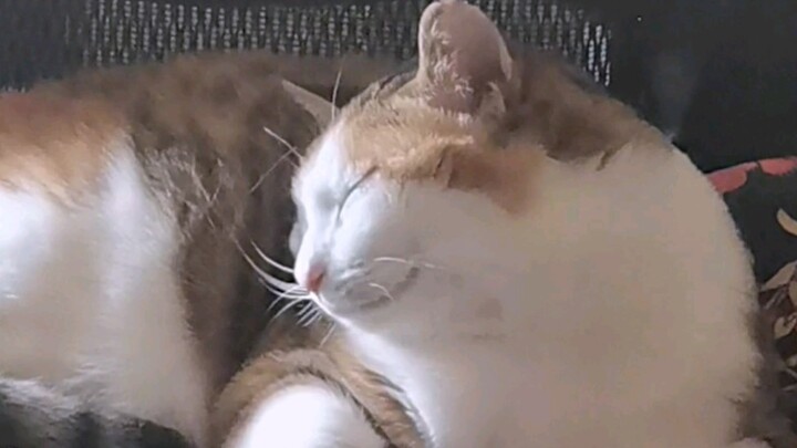 Senyuman manis ternyata terjadi pada seekor kucing, benar-benar manis sekali!