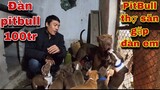 Đàn Chó Pitbull Trị Giá 100 Triệu Của Săn Bắt Ẩm Thực Vùng Cao|