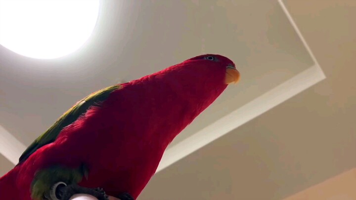 Red parrot mememes