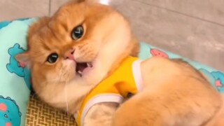 太可爱辣!忍不住画了下来暂不考虑接稿^O^