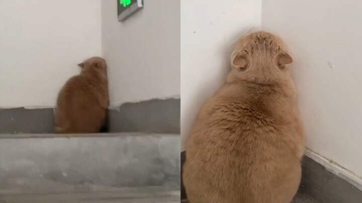 A grumpy cat ran away from home, hid in the stairwell for two days, and sat with its head pressed ag