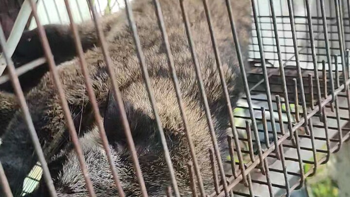 มุดสัง