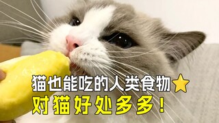 🍉Manusia dan kucing berbagi makanan lezat, kucing juga bisa makan makanan ini ㊙️