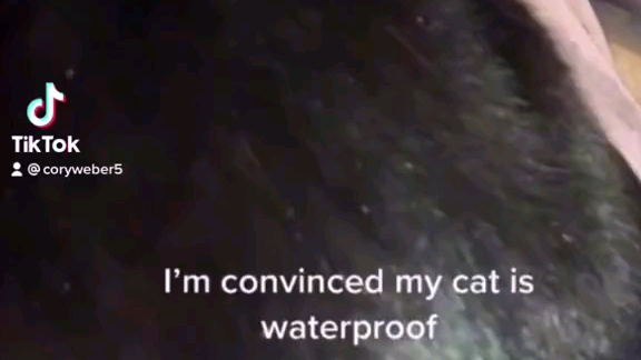 water proof cat
