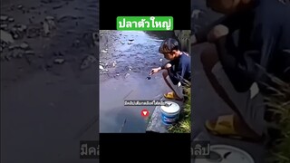 ปลาตัวใหญ่