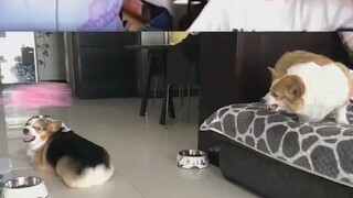 The real scene of the quarrel between Zizi and Let Me