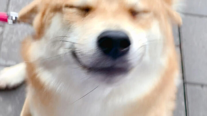 The Shiba Inu Knows Nothing About Expression Management