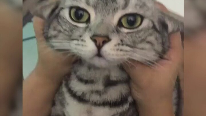 Whoa, this little kitty has two different faces!