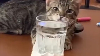 [Pecinta Kucing] Momen kucing menghancurkan segalanya...
