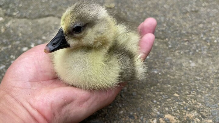 Are all baby animals this cute? This one recognized its owner as soon as it hatched!