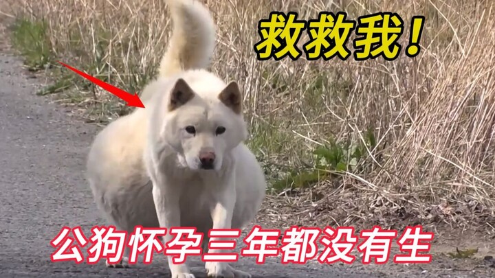 This male dog has been “pregnant” for three years and still hasn’t given birth. Every day, he drags 