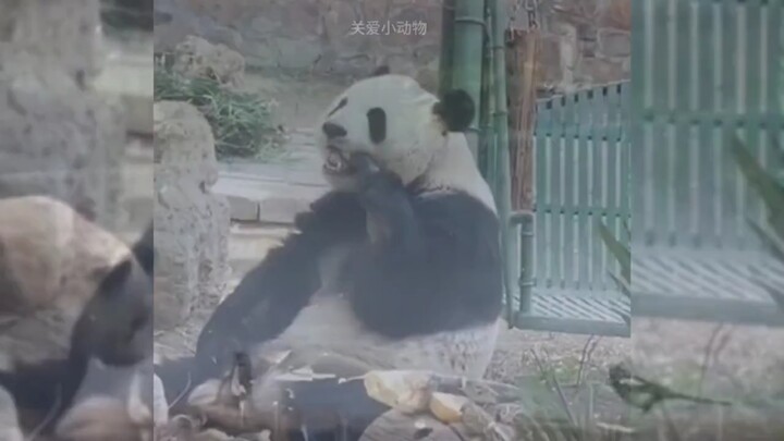 Dunia ini berantakan, tapi selalu ada Menglan yang menjahit dan memperbaiki segalanya—Momo benar-ben