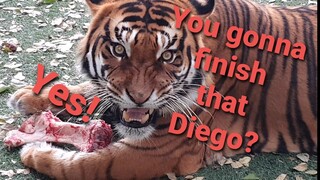 a Little spoiled tiger !