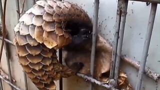 It turns out that pangolins even dare to eat red fire ants!