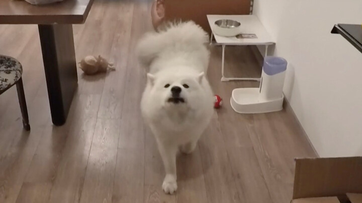 When a high-energy owner meets a low-energy dog
