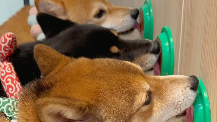 3 Shiba Inu asyik memakan permen anjing, mereka begitu berdedikasi padanya!