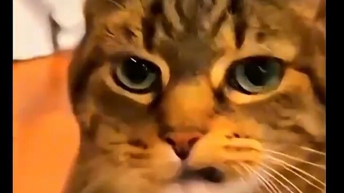 The cat is very reluctant about this.