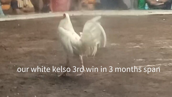 4hits 1st fight W "white kels x claret"