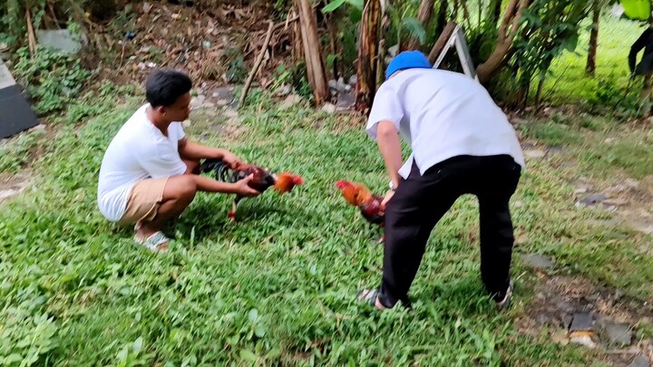 dukehulsey lemon/boston roundhead VS  melsims hatch/gary gilam roundhead...